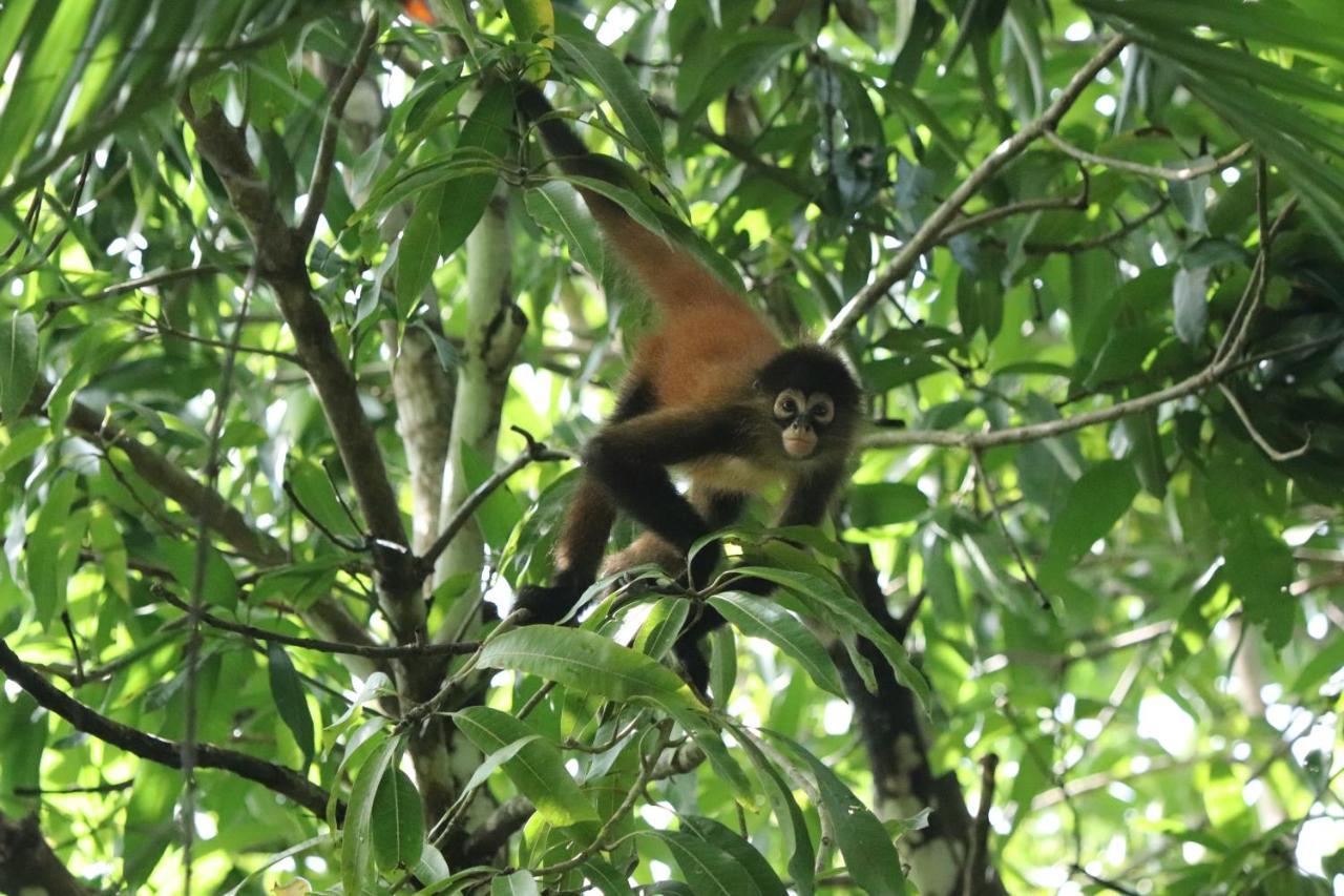 Four Monkeys Eco Lodge Jungle & Beach - The House Cabo Matapalo Eksteriør billede