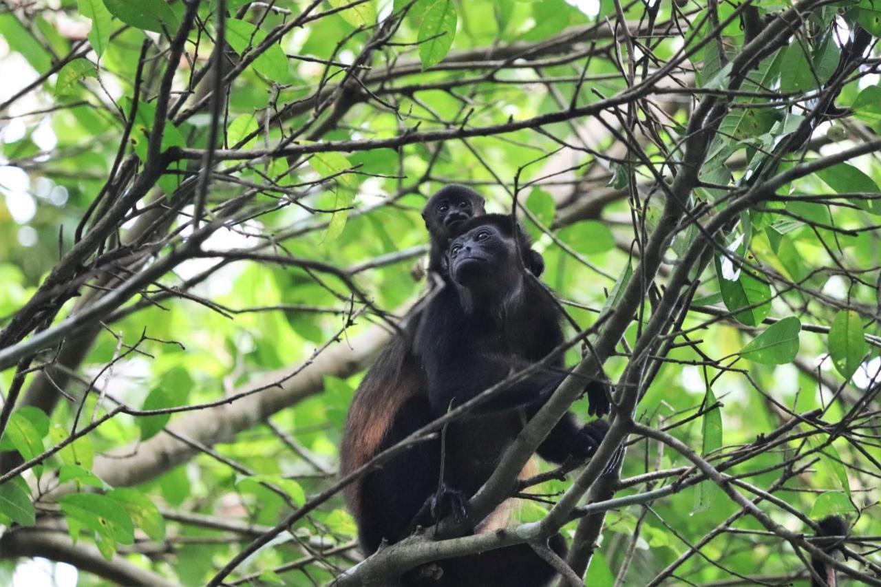 Four Monkeys Eco Lodge Jungle & Beach - The House Cabo Matapalo Eksteriør billede
