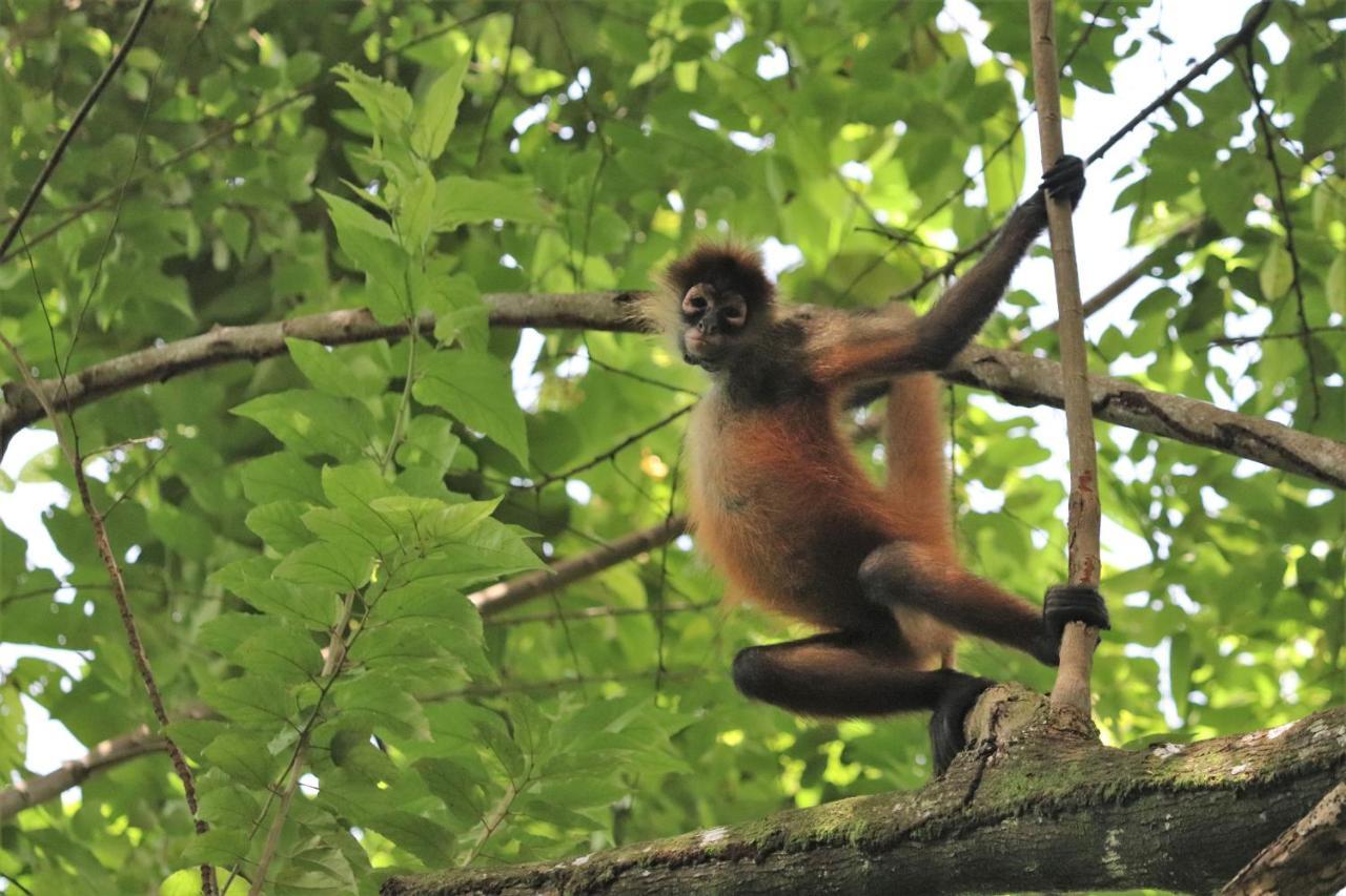Four Monkeys Eco Lodge Jungle & Beach - The House Cabo Matapalo Eksteriør billede