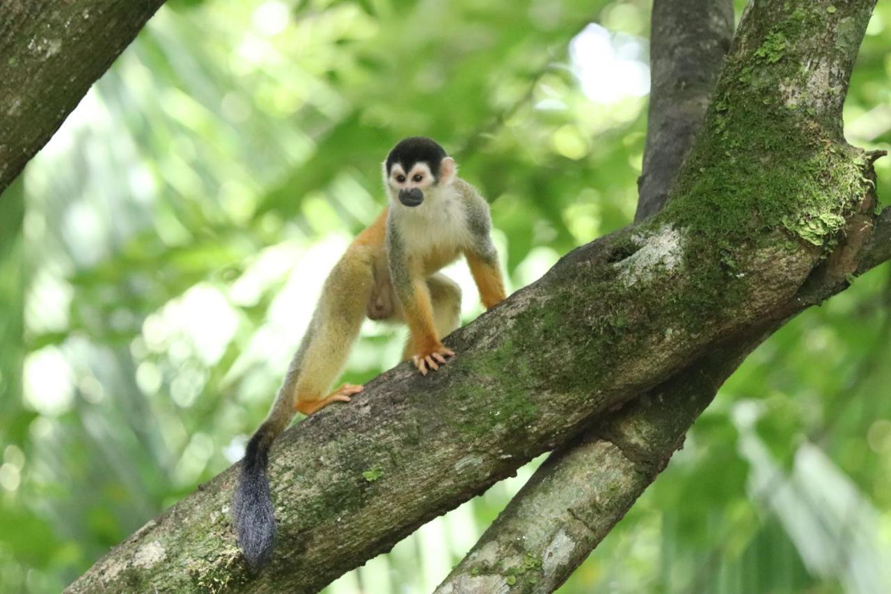 Four Monkeys Eco Lodge Jungle & Beach - The House Cabo Matapalo Eksteriør billede